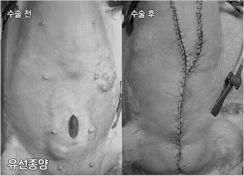 유선종양